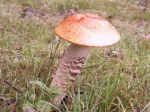 Filename=Der_schiefe_Pilz_für_Pizza.jpg
Filesize=80KB
Dimensions=640x480
Date added=Aug 25, 2014 Der_schiefe_Pilz_für_Pizza.jpg